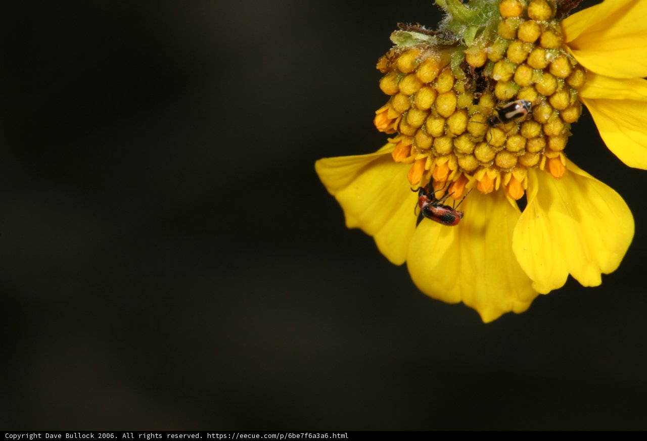 Busy Bees and Wasps on Yellow Daisy