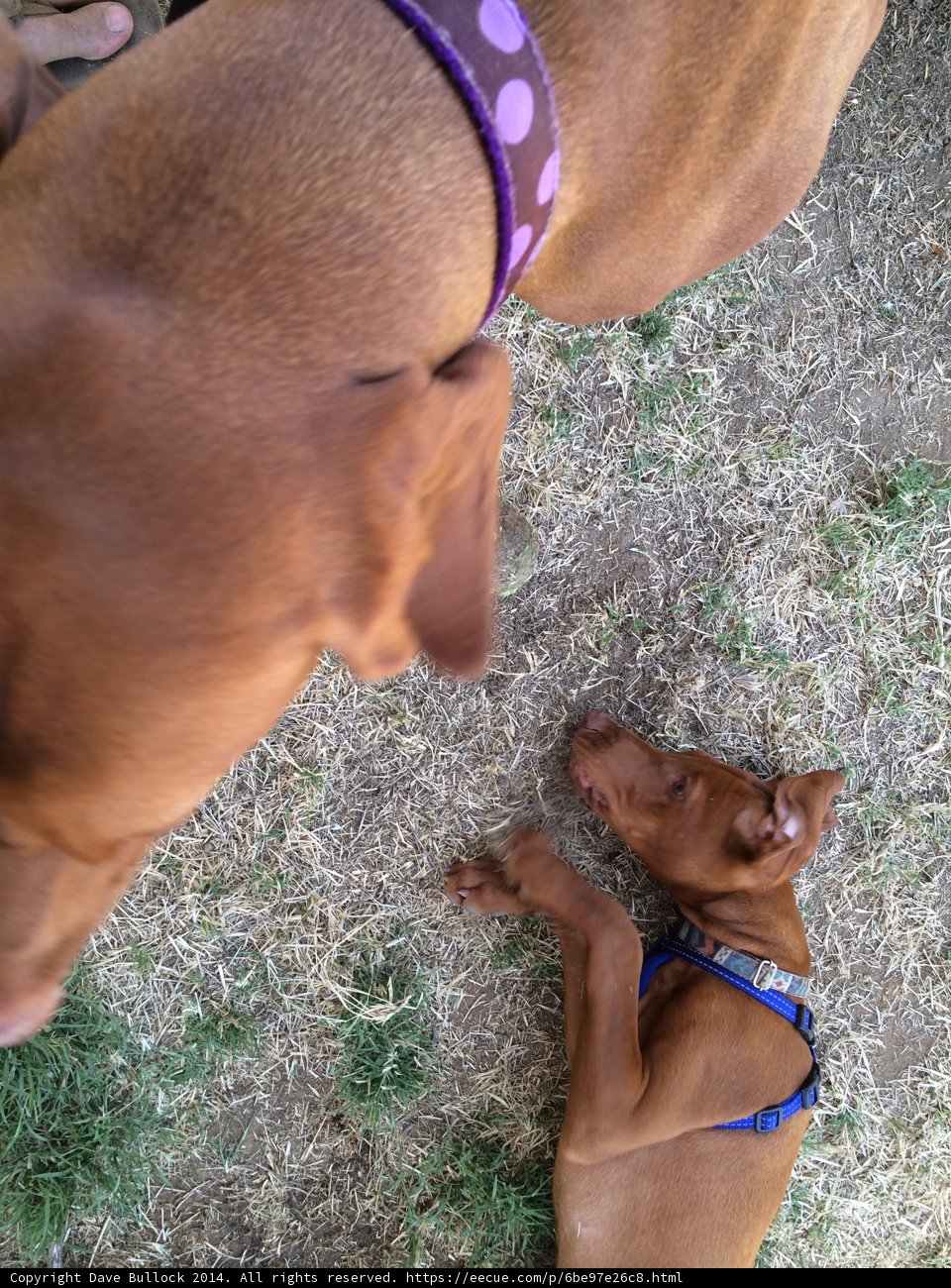 Two Canine Companions Enjoying the Outdoors