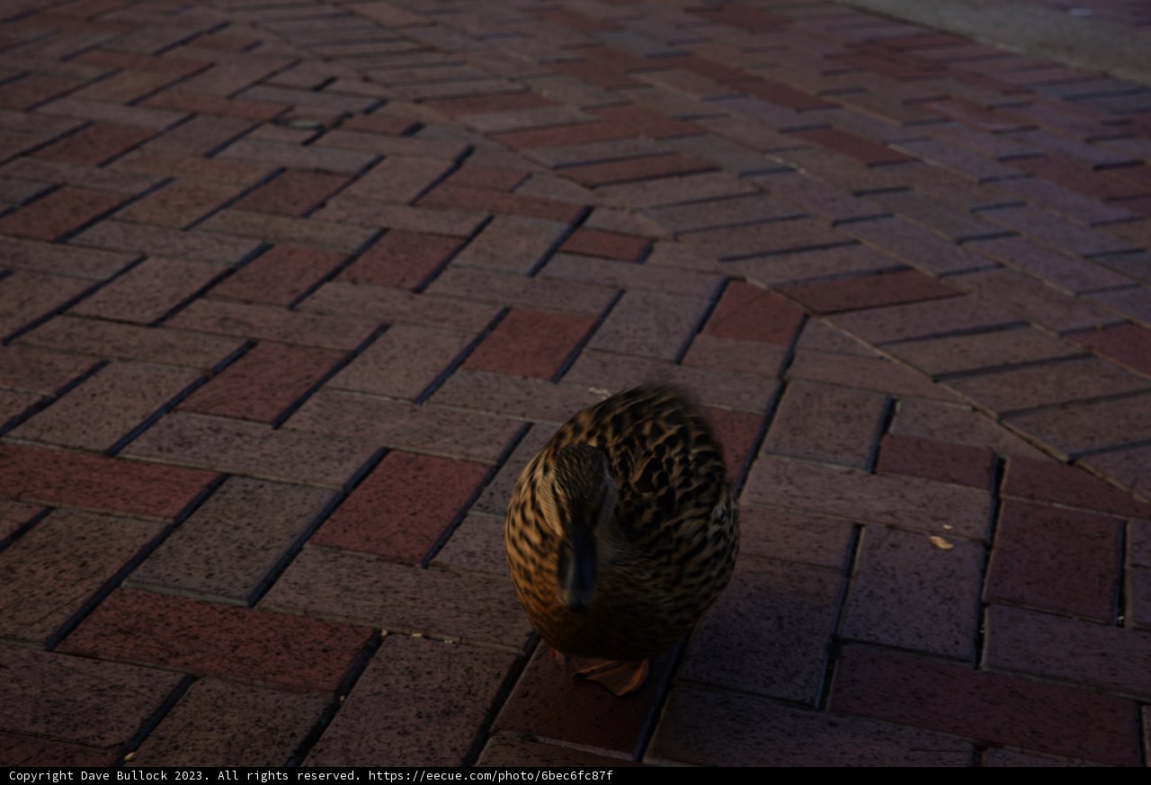 Disneyland Duck Delight