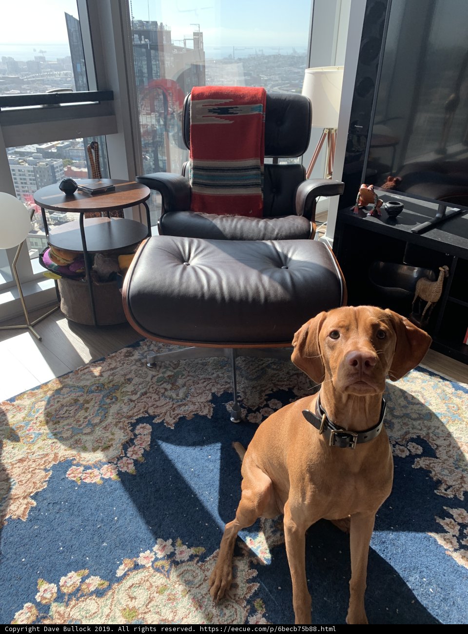Living Room Pup