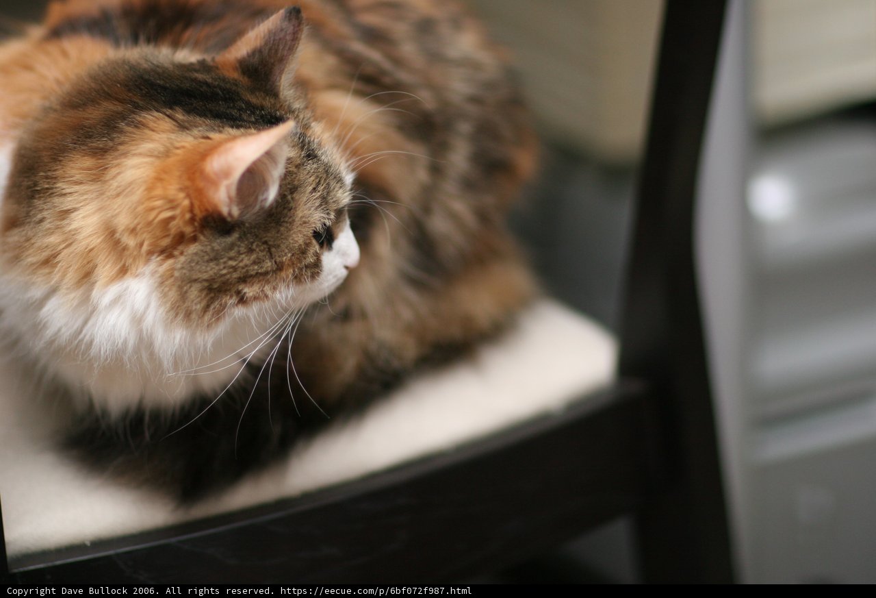 Cozy Cat