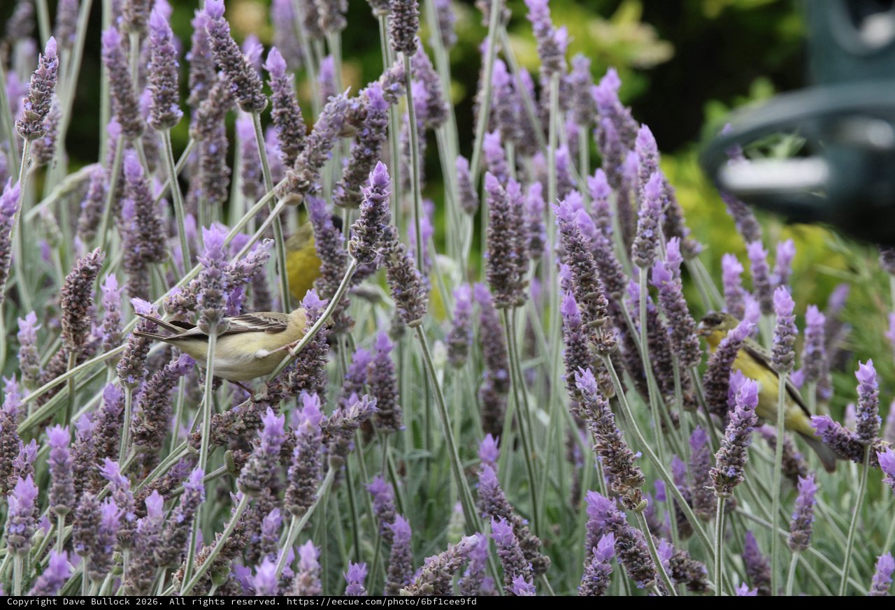 Willow Warbler Perched Among Purple Lavender Blooms