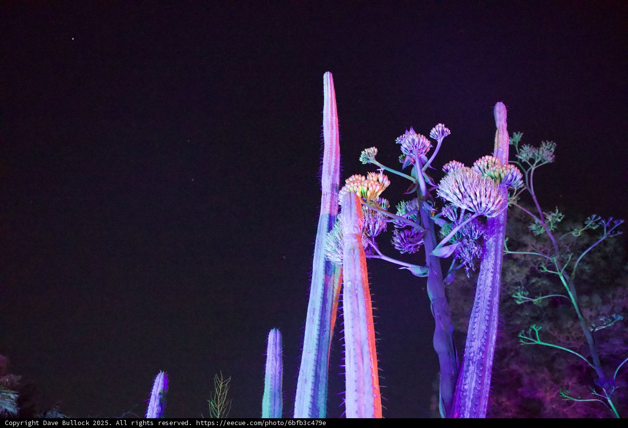 Enchanted Night Blooms