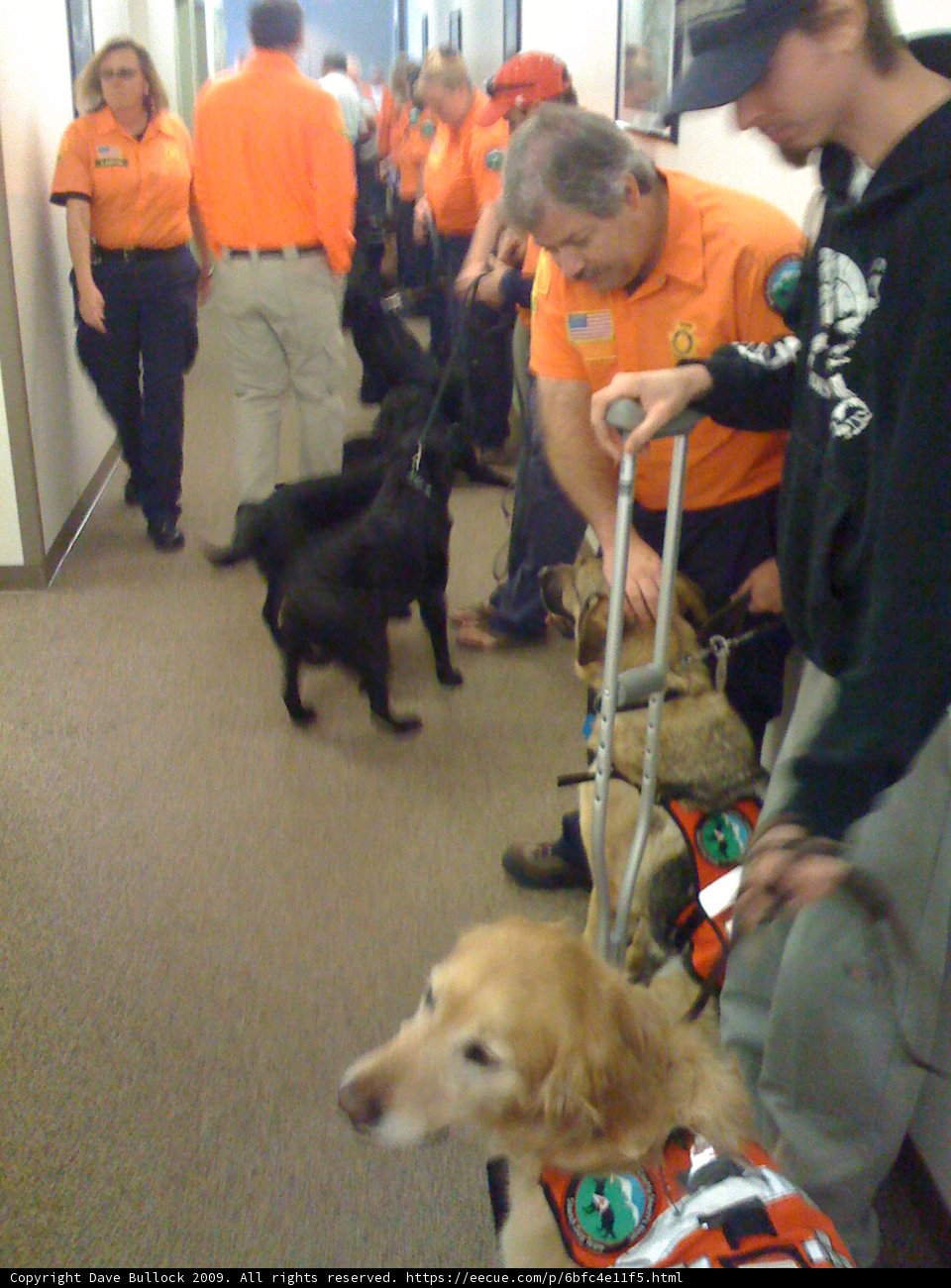 Dog Walking Team