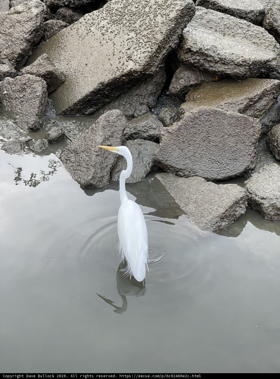 The Majestic White Heron of Richardson Bay