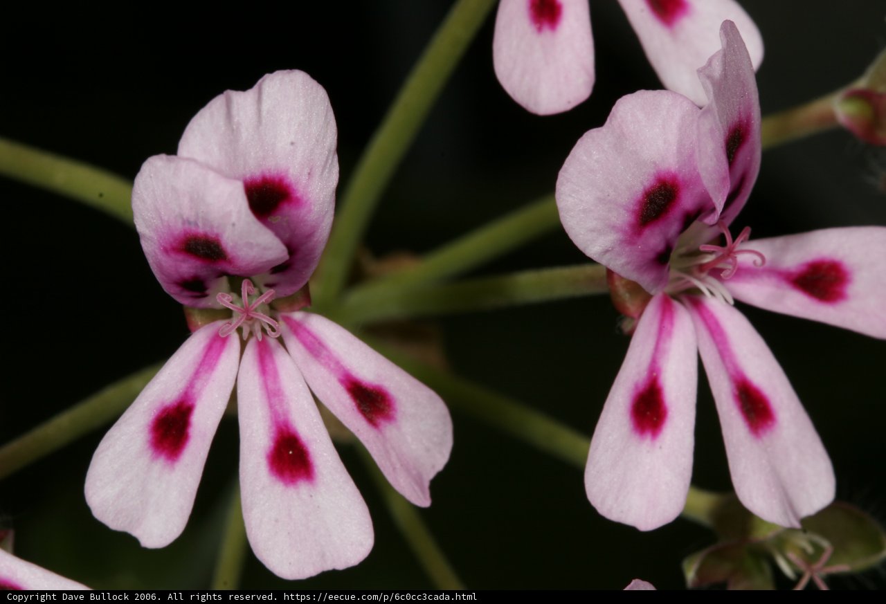 Pink Geraniums with Red Spots