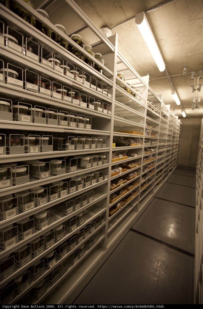 The Towering Shelves of the Cal Science Center