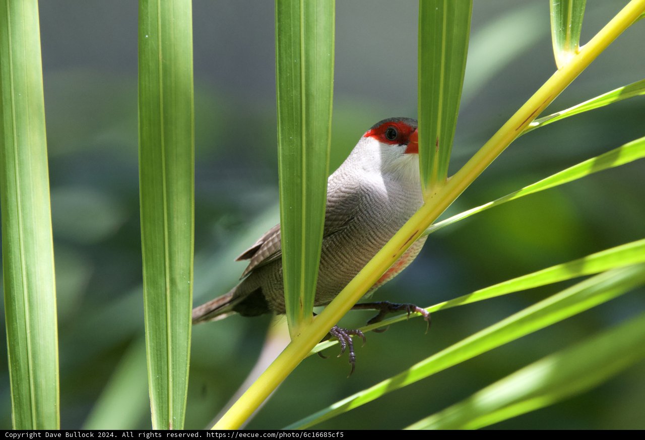 Piercing Gaze: The Finch Among Foliage