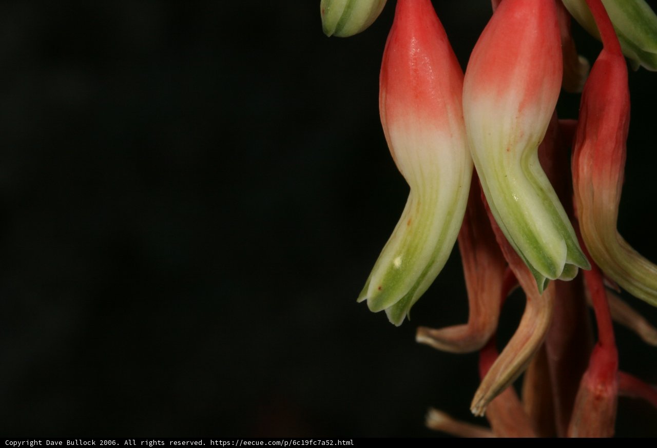 Red and Green Flower