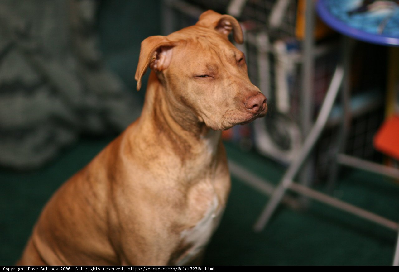 The Canine Companion