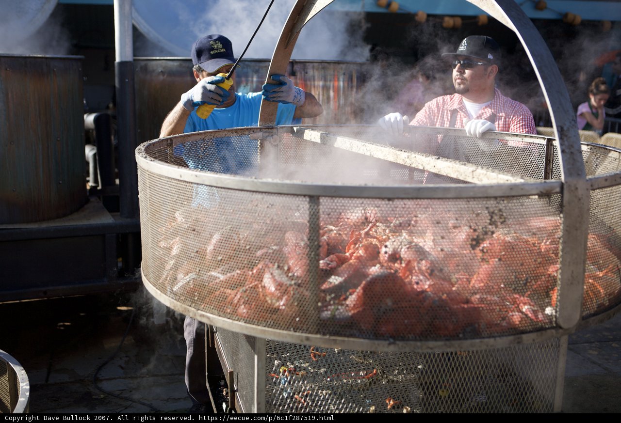 Cooking up a Storm at the Lobster Festival