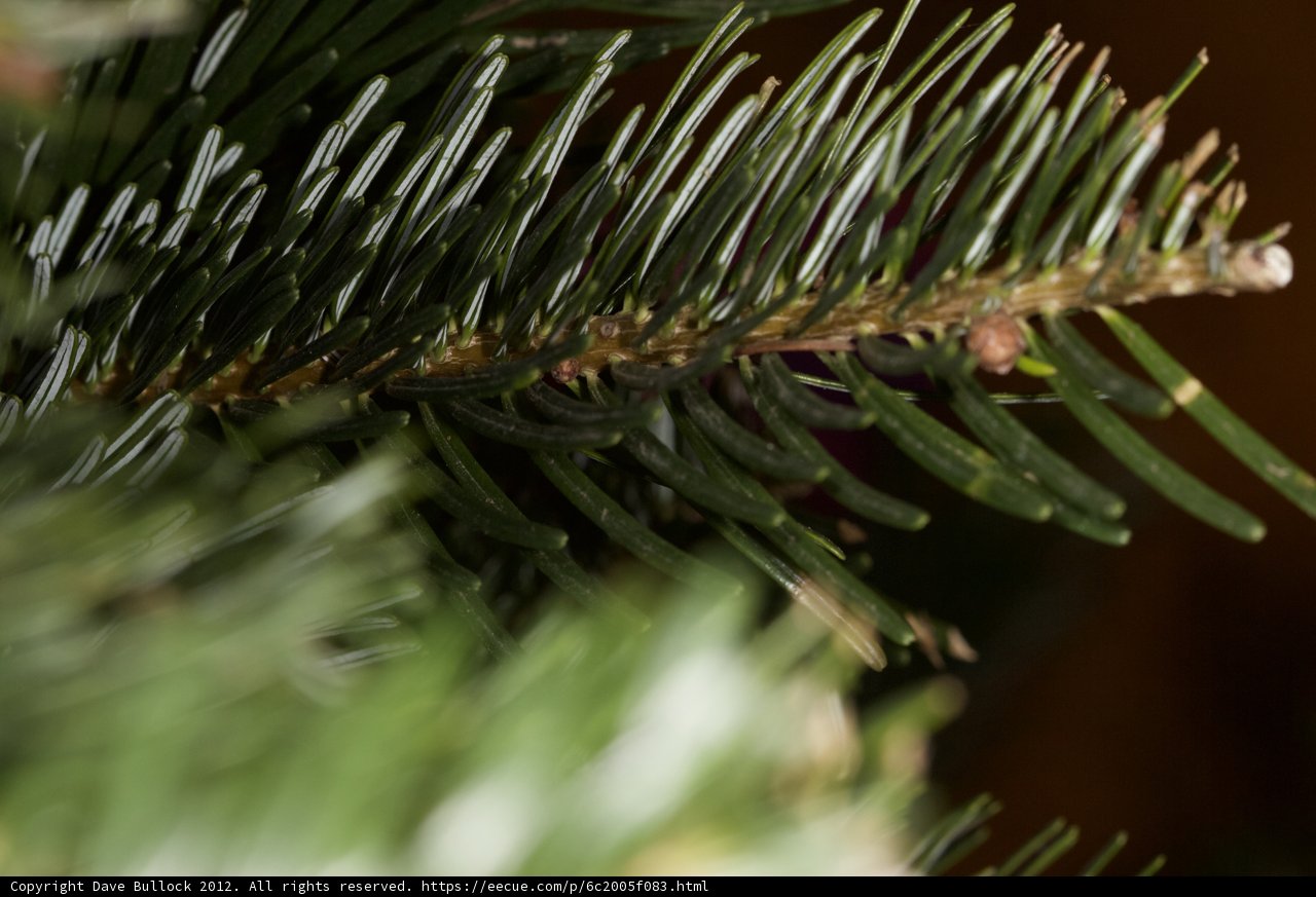 Pine Needles Up Close