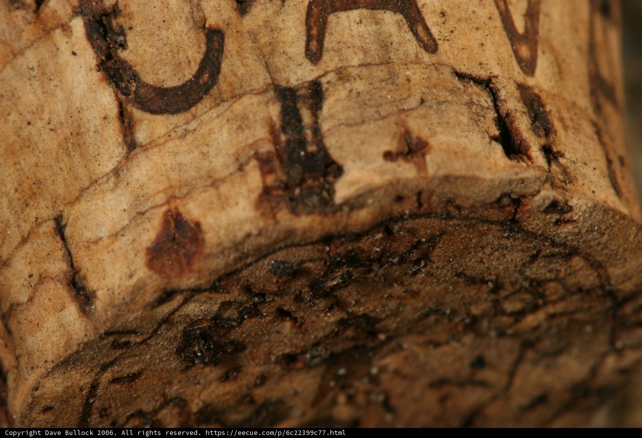 Cava Cork Close-Up