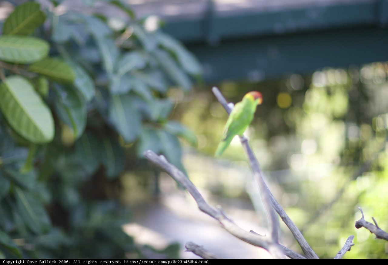 Perched Parakeet