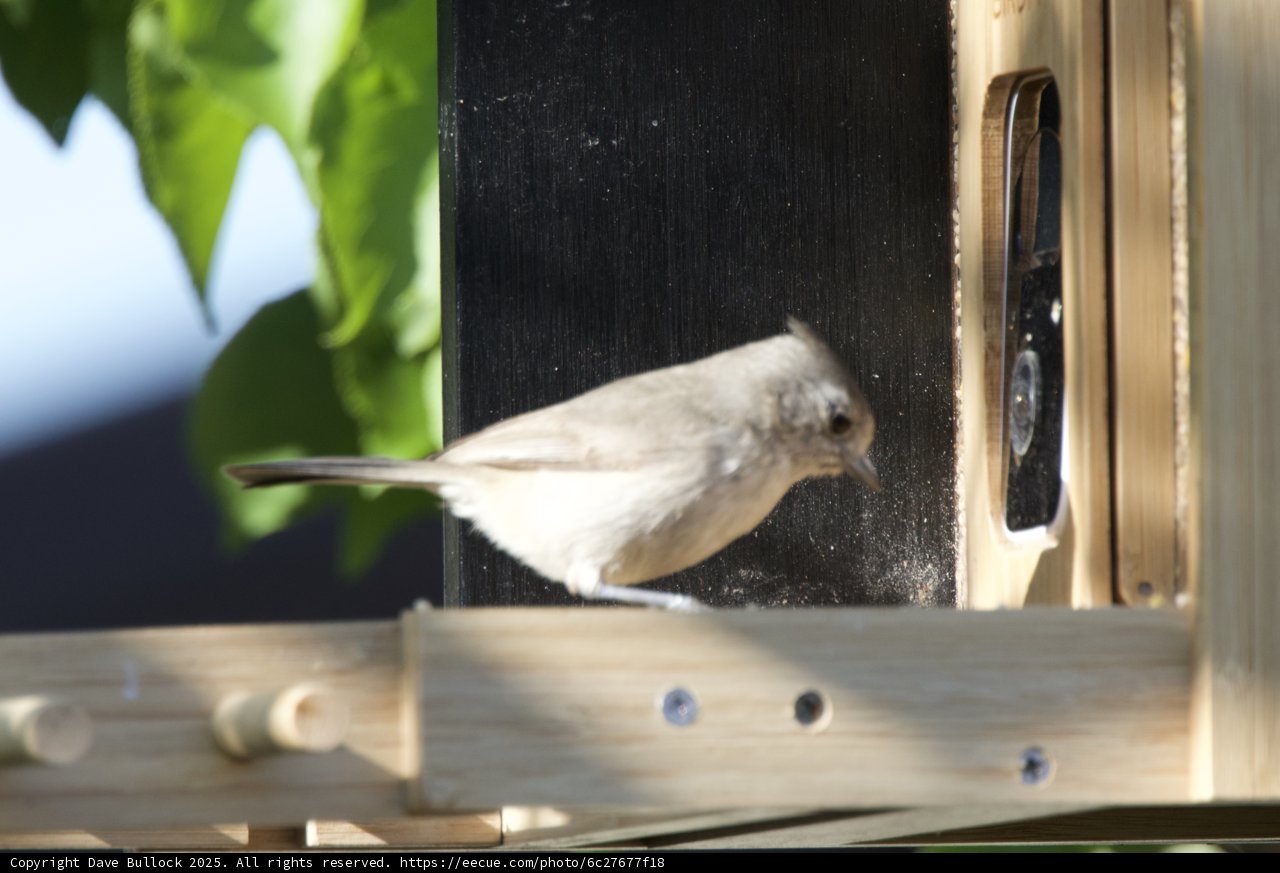 Feathered Visitor at the Feeder