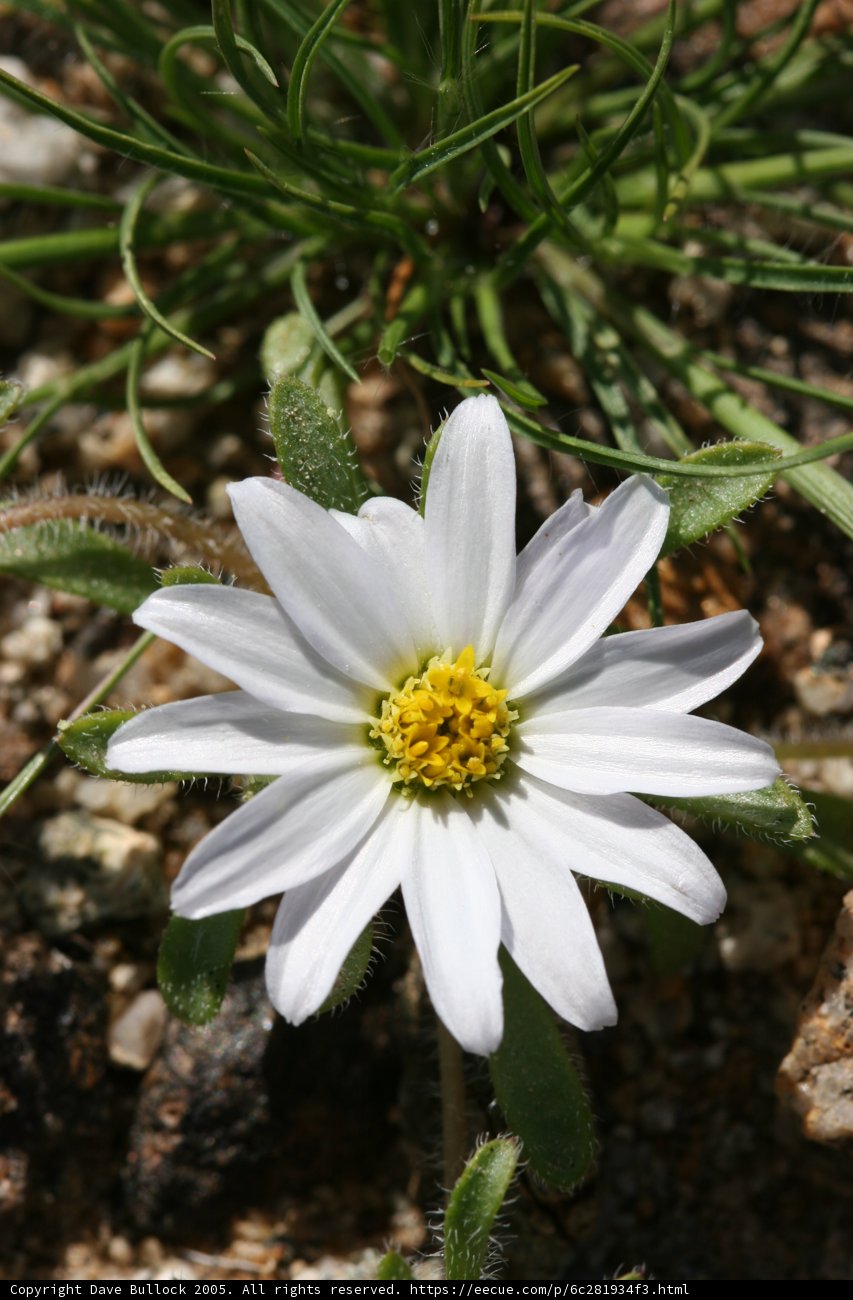 White Daisy on Rocky Ground