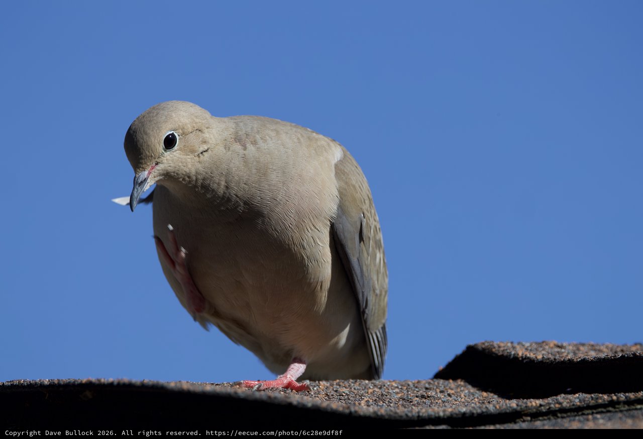 Mourning Dove Portrait Against Clear Blue Sky