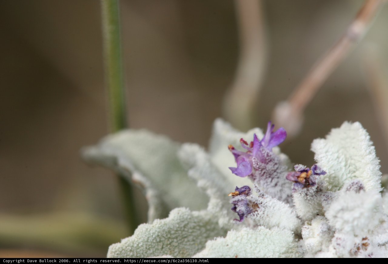 Purple Geranium in Winter