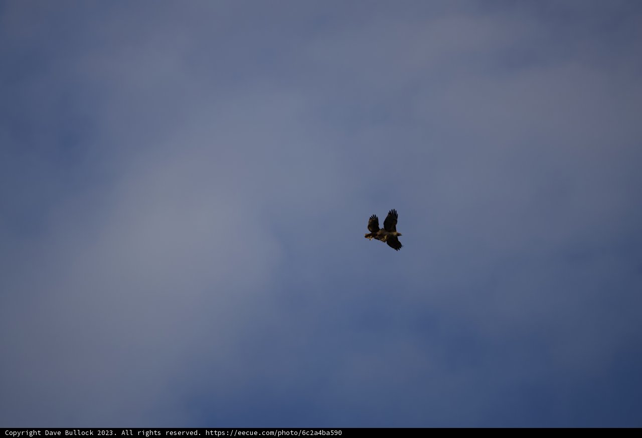 Majestic Flight Over Lake Merced