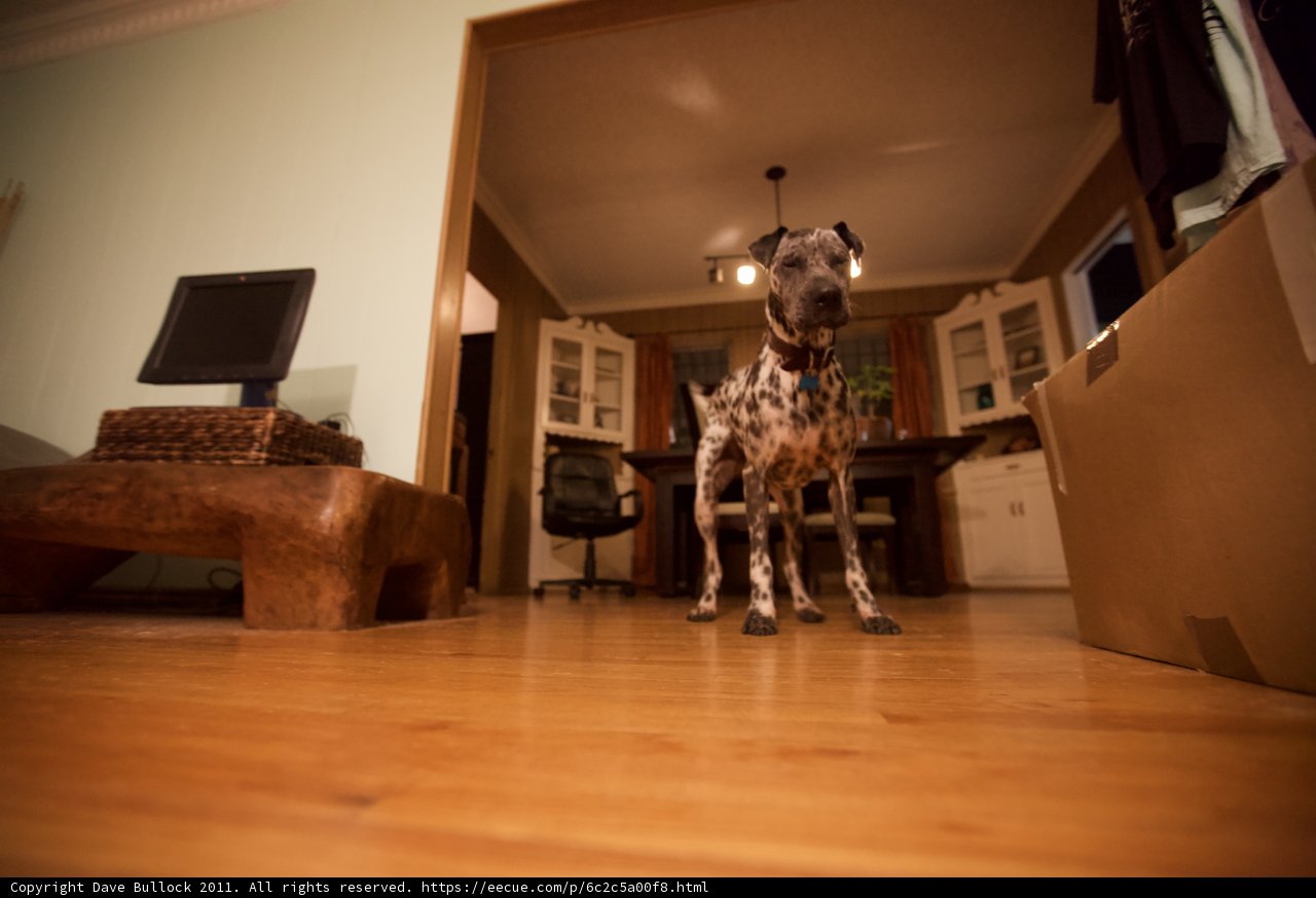 Wood-floored Room with a Furry Companion
