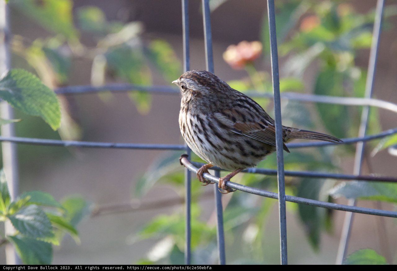 Sparrow's Afternoon Pause