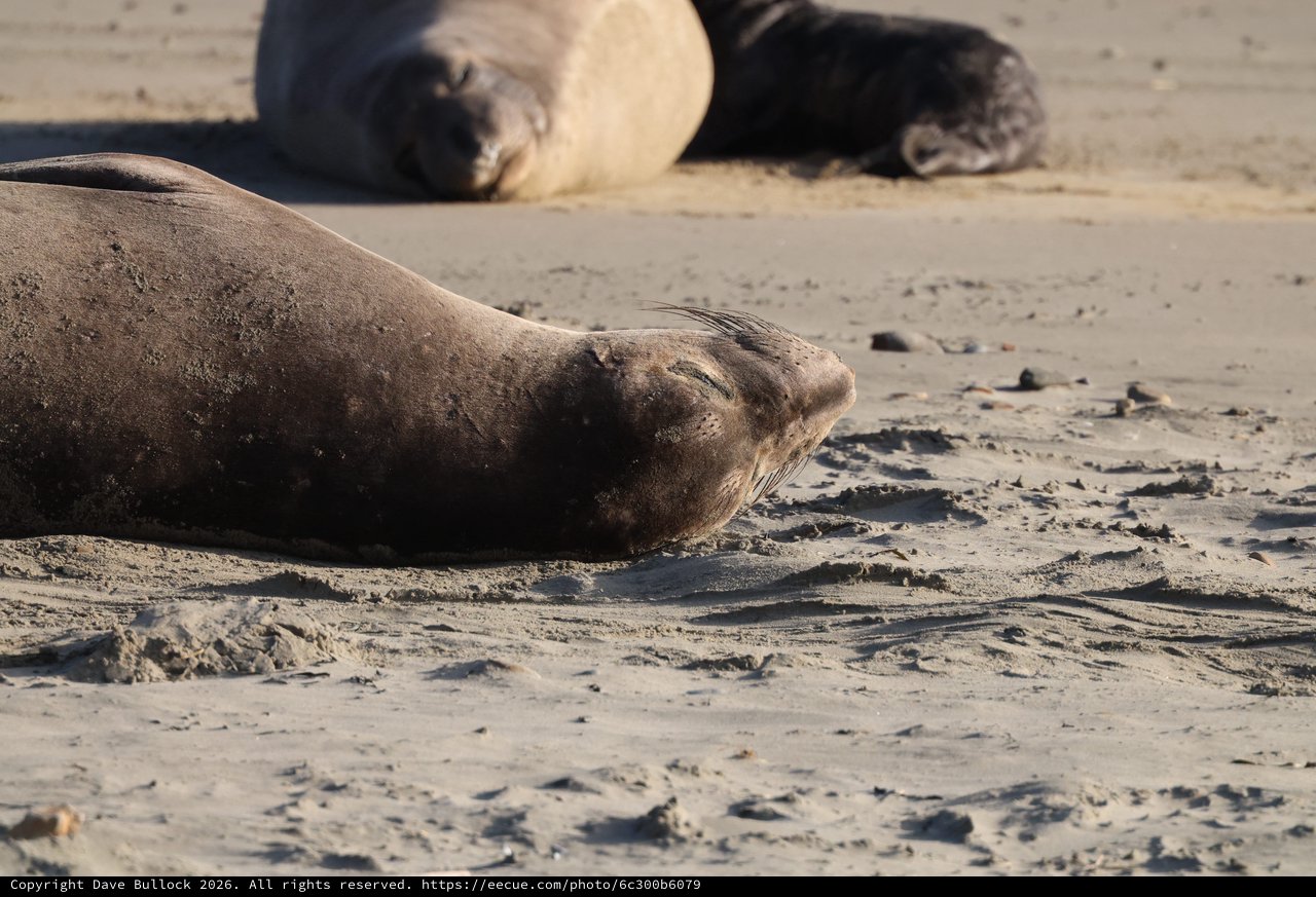 Elephant Seal Resting on Sandy Beach at Drakes Beach