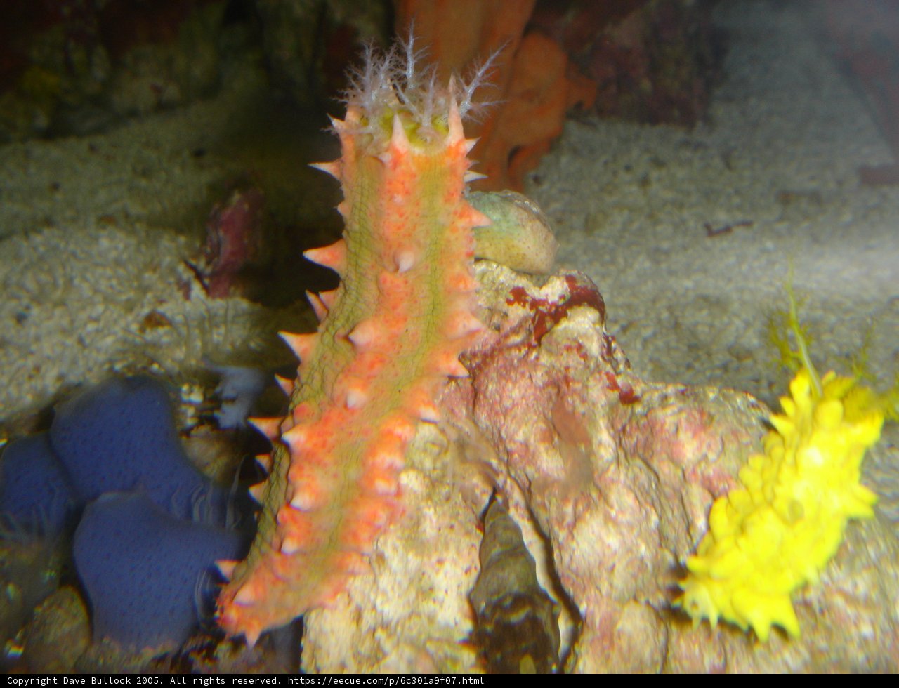 The Majestic Sea Urchin