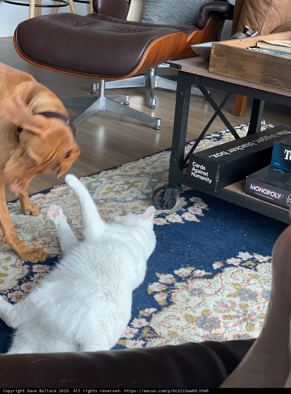 Furry Friends Unite