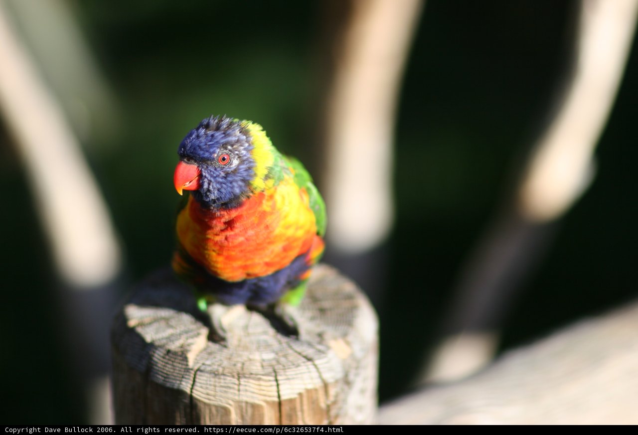 Feathered Beauty