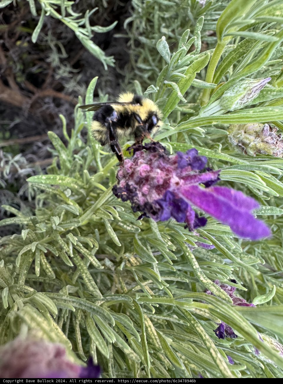 Bumblebee's Spring Reverie