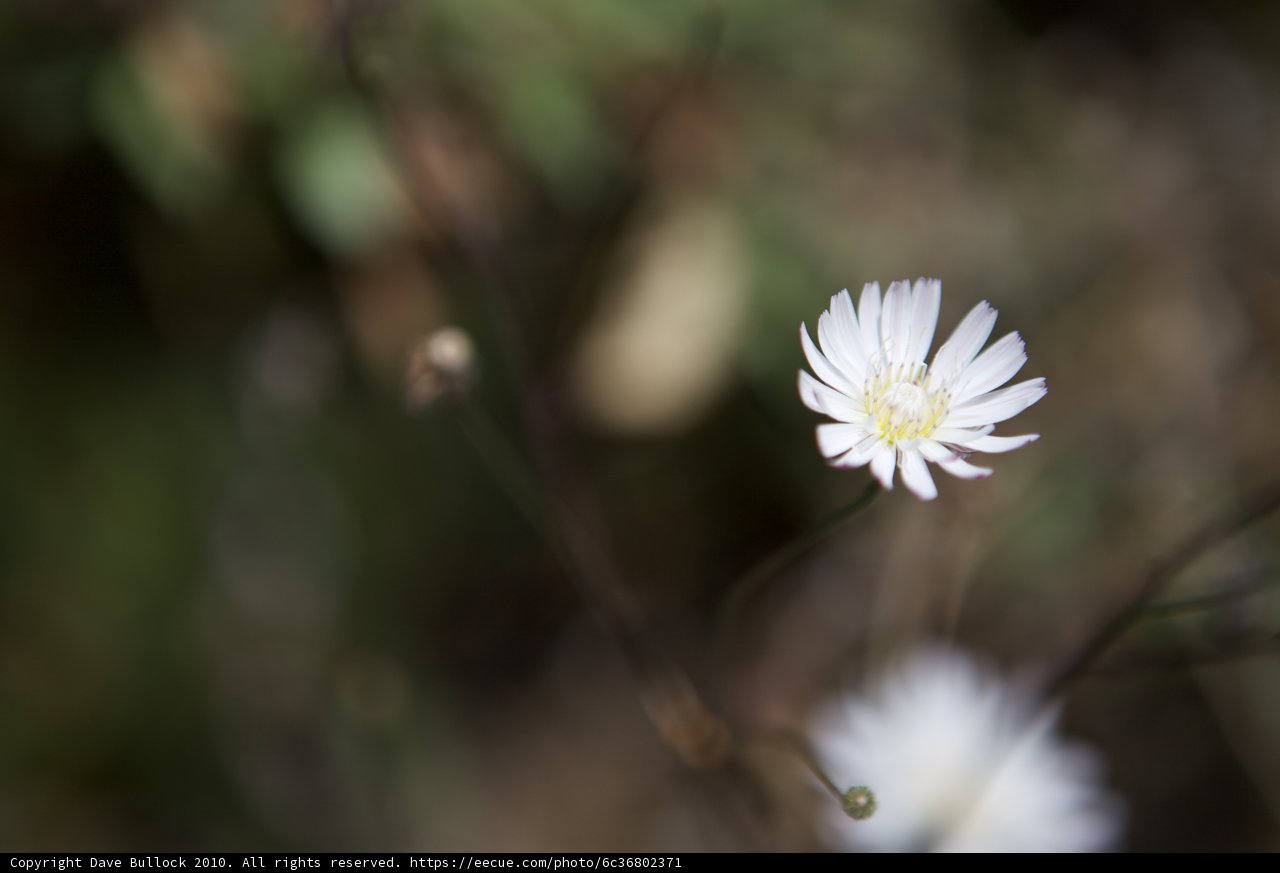 Lone Daisy in the Field