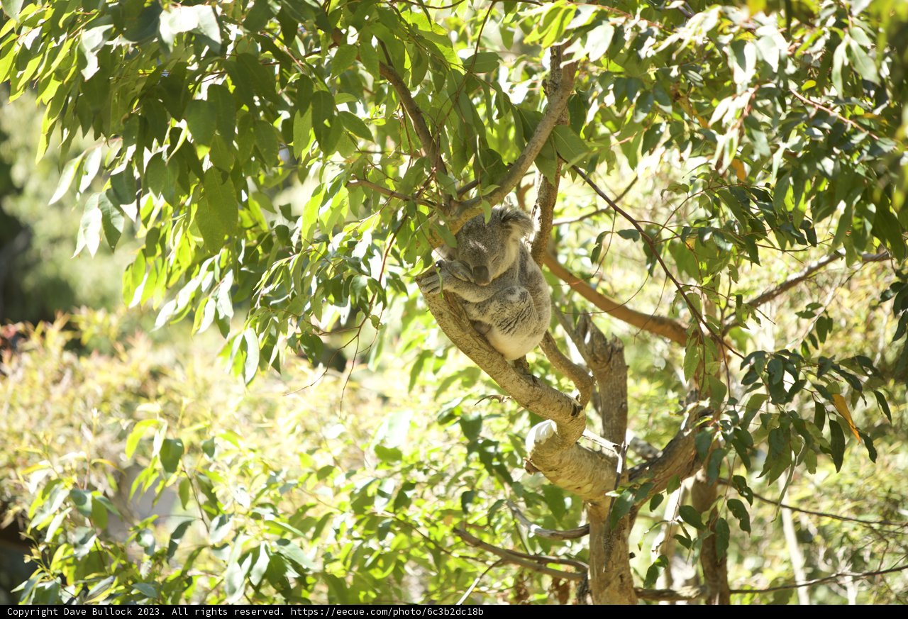 Koala's Day Out at SF Zoo.