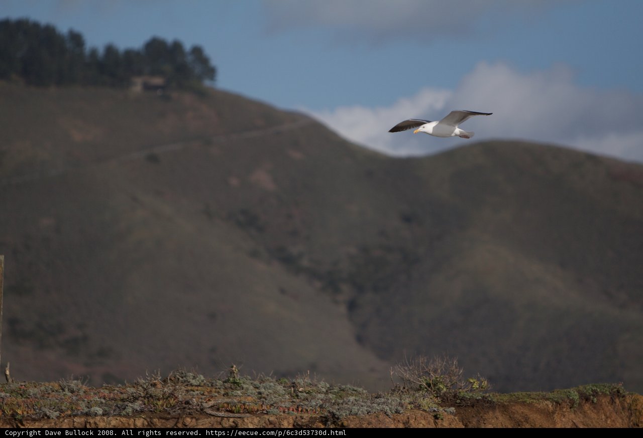 Seagull Soaring Above the Mountains