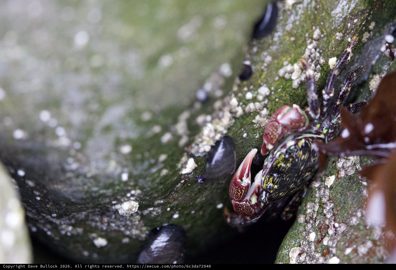 Painted Shore Crab Clinging to Mossy Tidal Rock