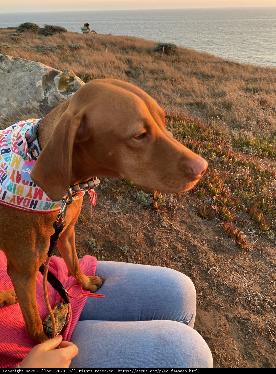 Pink Vest Vizsla overlooking the Ocean
