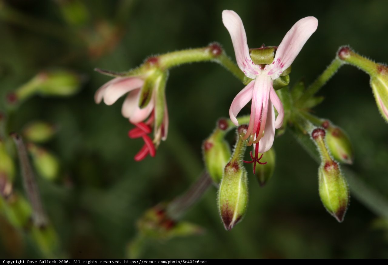Pink Geranium Flower