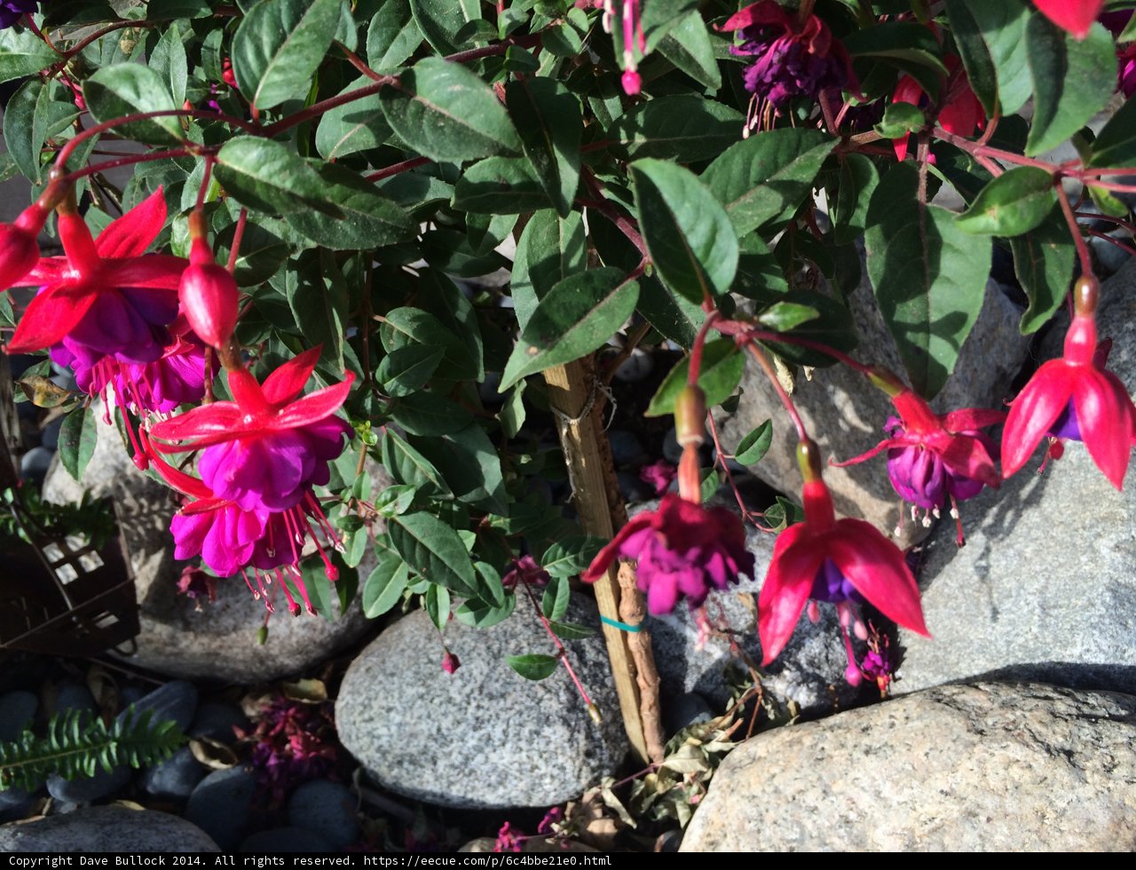 Fuchsia Geranium in a Rock Garden