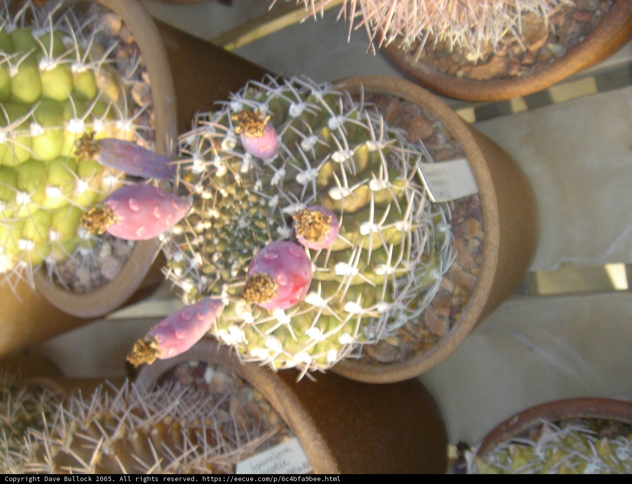 Beauty in the Prickly