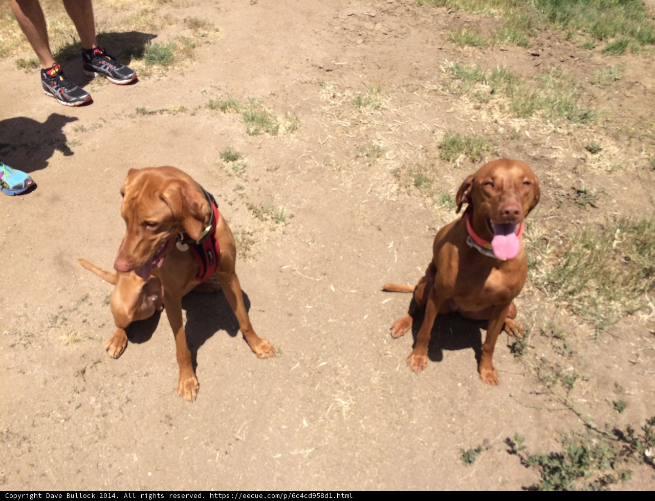 Canine Companions Cooling on the Grass