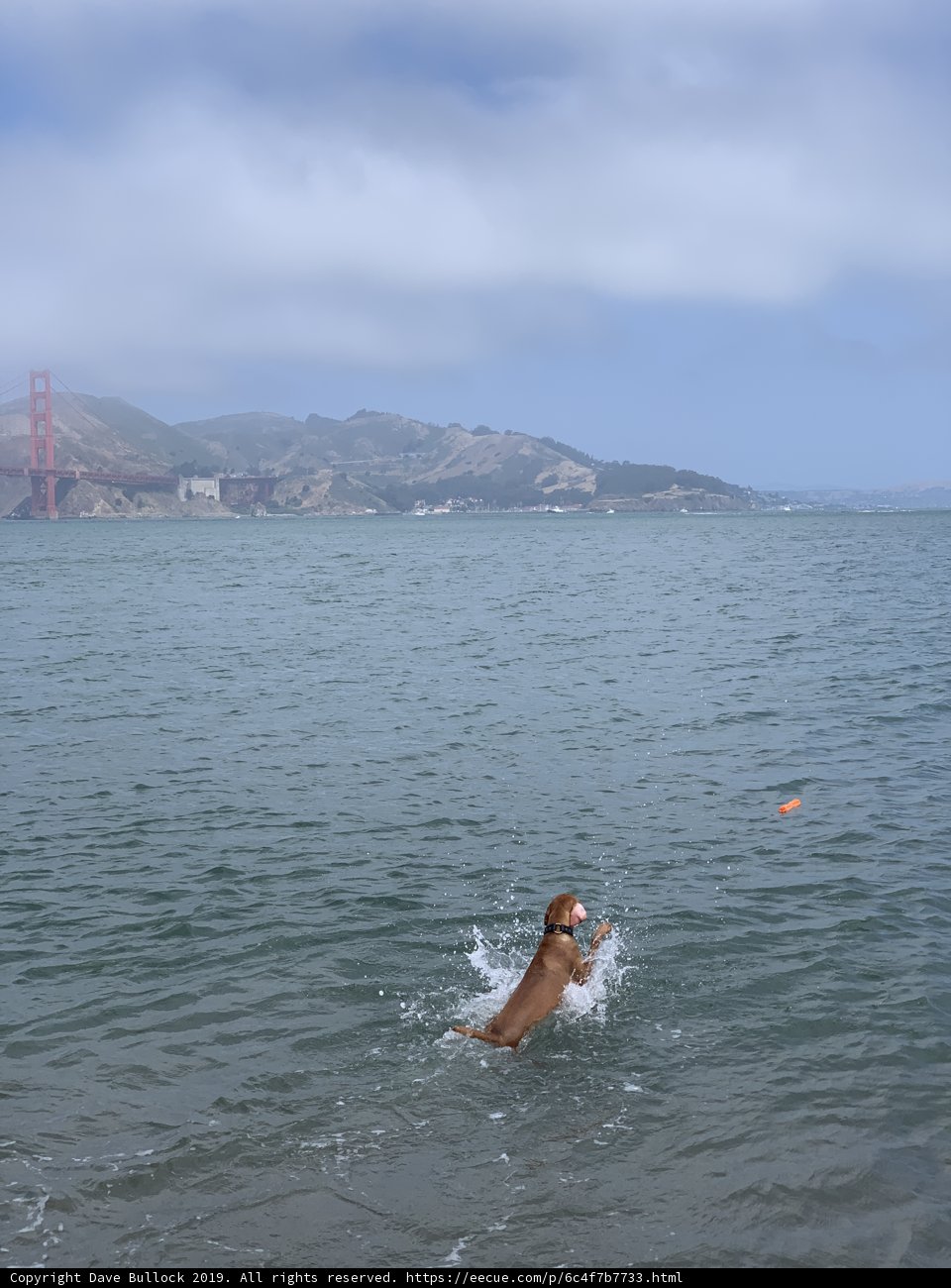 Canine Water Sports
