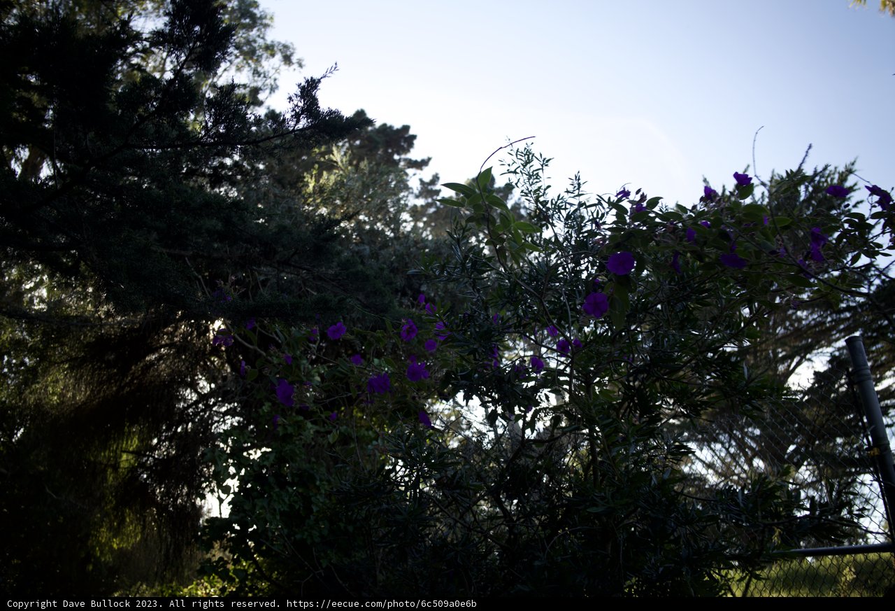 Purple Blooms Under the Californian Sky