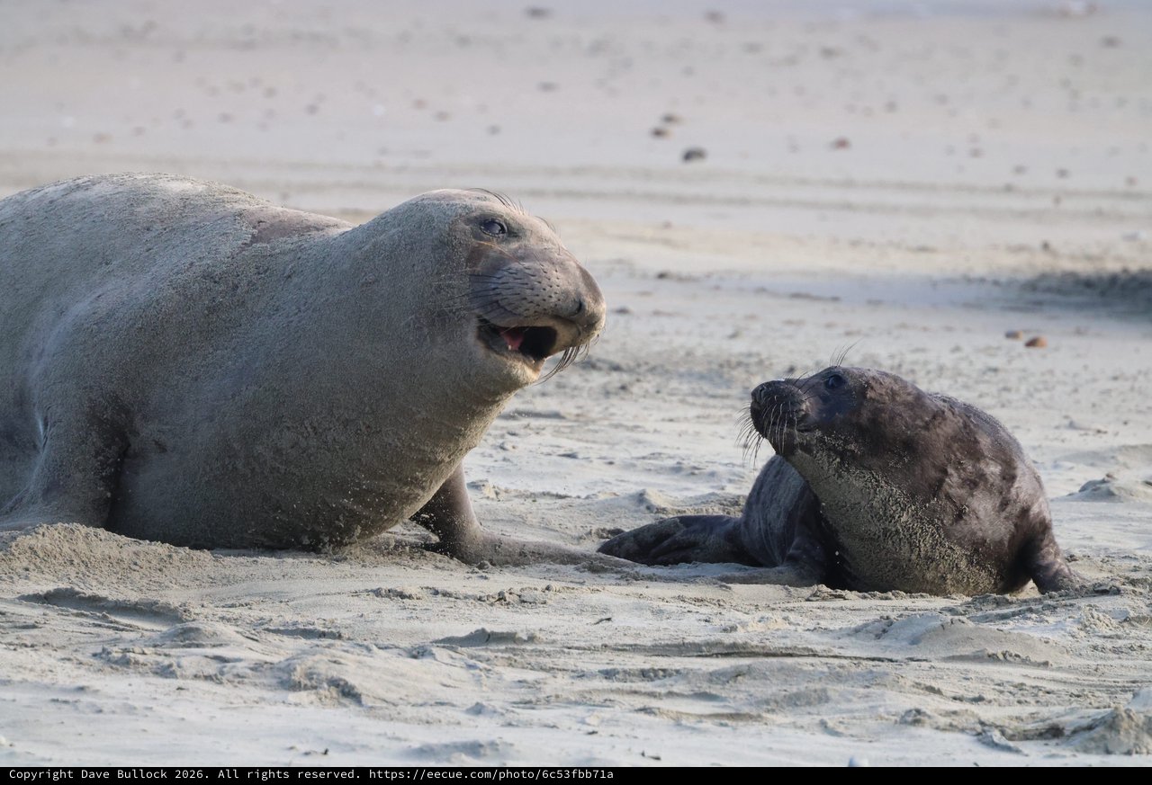 Elephant Seal Mother and Pup Interaction at Drakes Beach