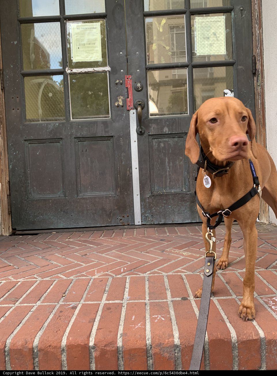 Majestic Vizsla on a Brick Step
