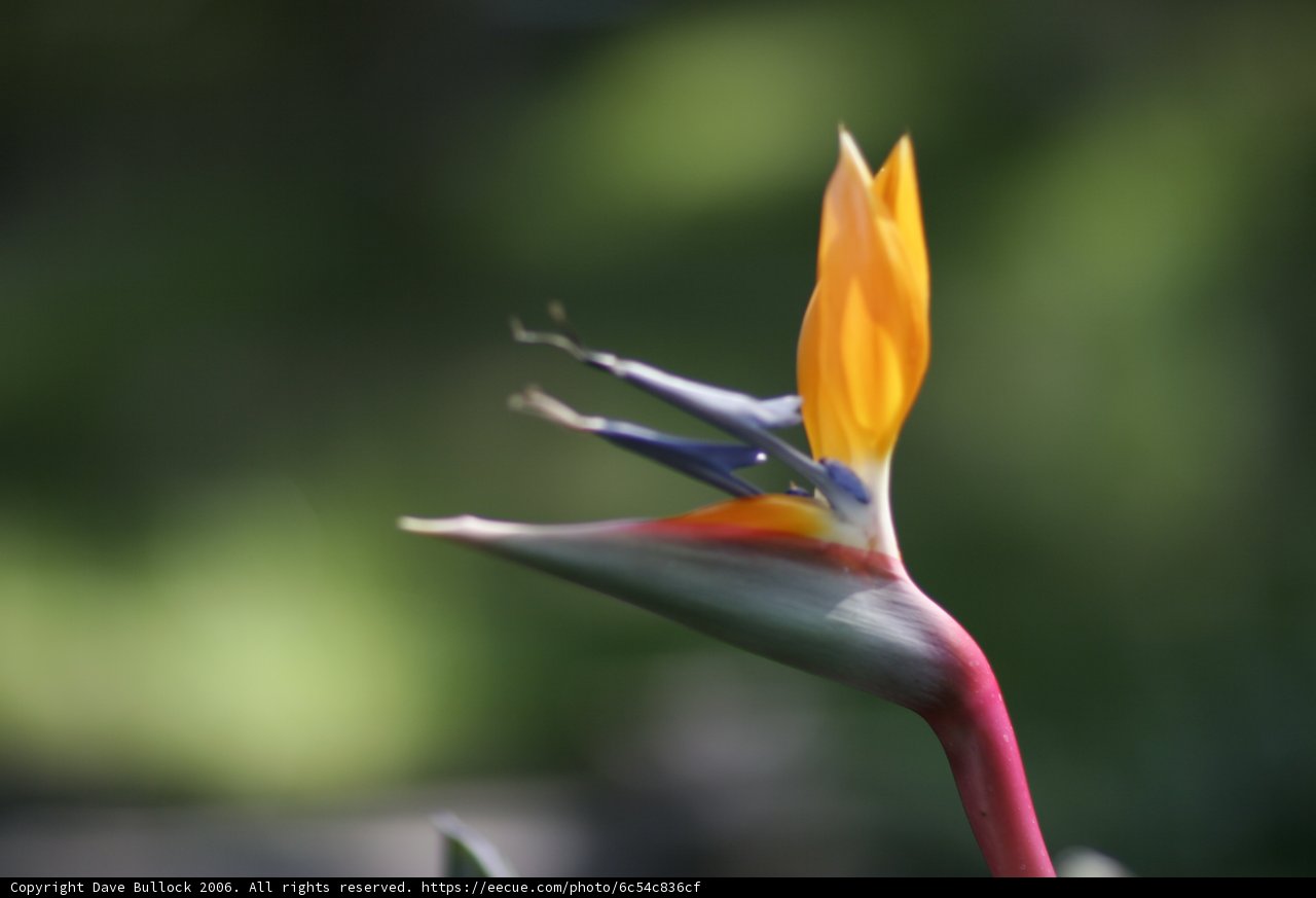 Beauty in Bloom