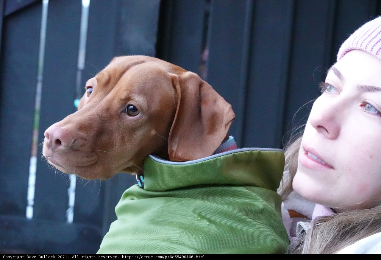 A Canine Companion in Green