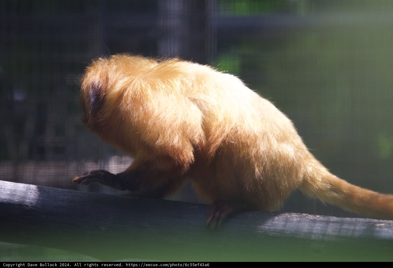 Golden Radiance: The Golden Lion Tamarin at Honolulu Zoo