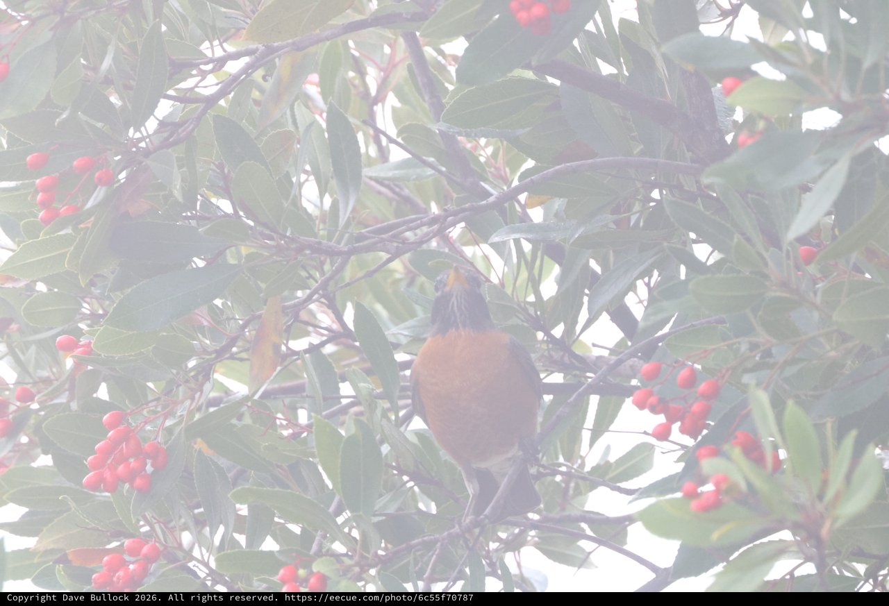 American Robin Foraging Among Red Winter Berries