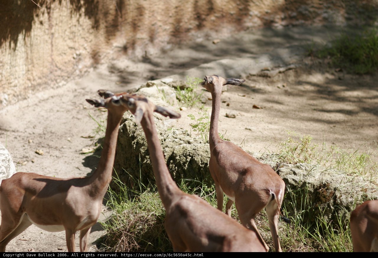 Graceful Gazelles in the Wild