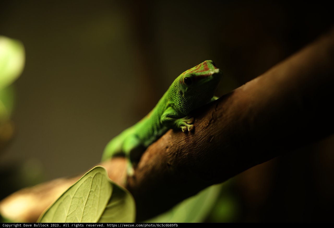 Captivating Green Gecko