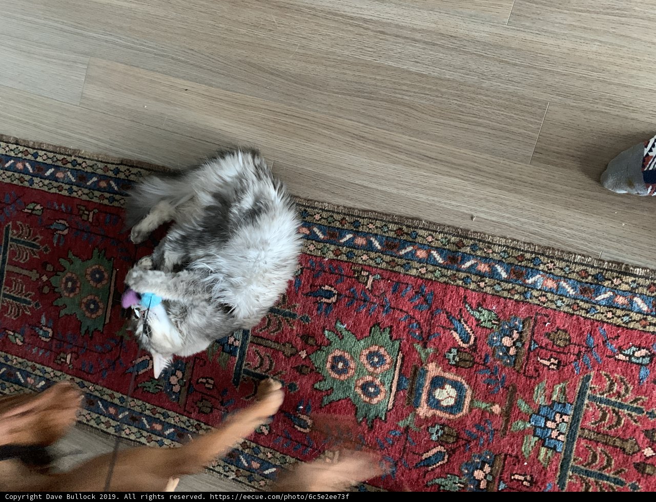 Furry Friends at Play
